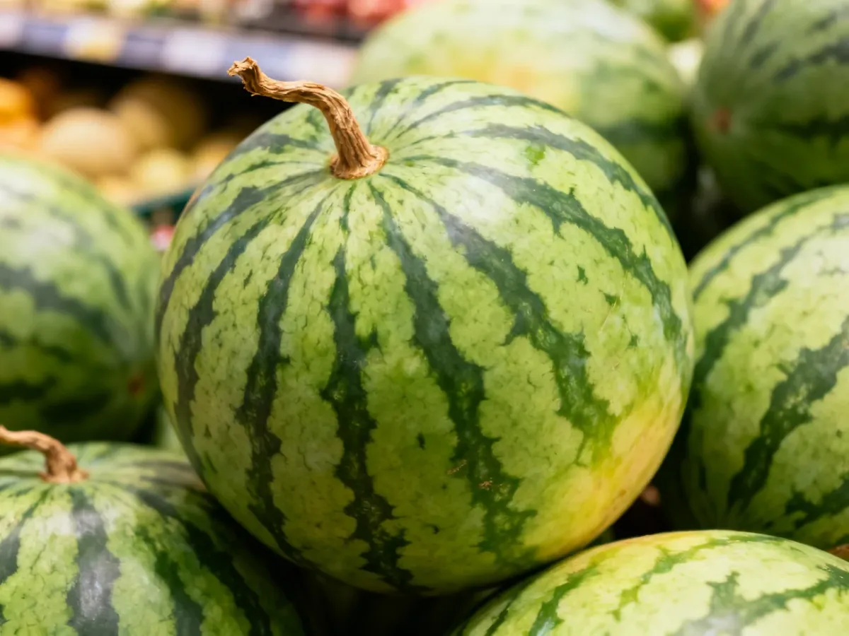 Arbuz z suchym ogonkiem i zdrową skórką